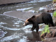 A grizzly bear wades into water Aug. 2, 2012, near the Lamar Valley in Yellowstone National Park in Wyoming. Three states, Wyoming, Montana and Idaho, are getting ready for the possible return of grizzly bear hunting in the Rocky Mountains for the first time in four decades. The three states are coordinating their plans. Montana released an outline for its hunting regulations on Thursday.