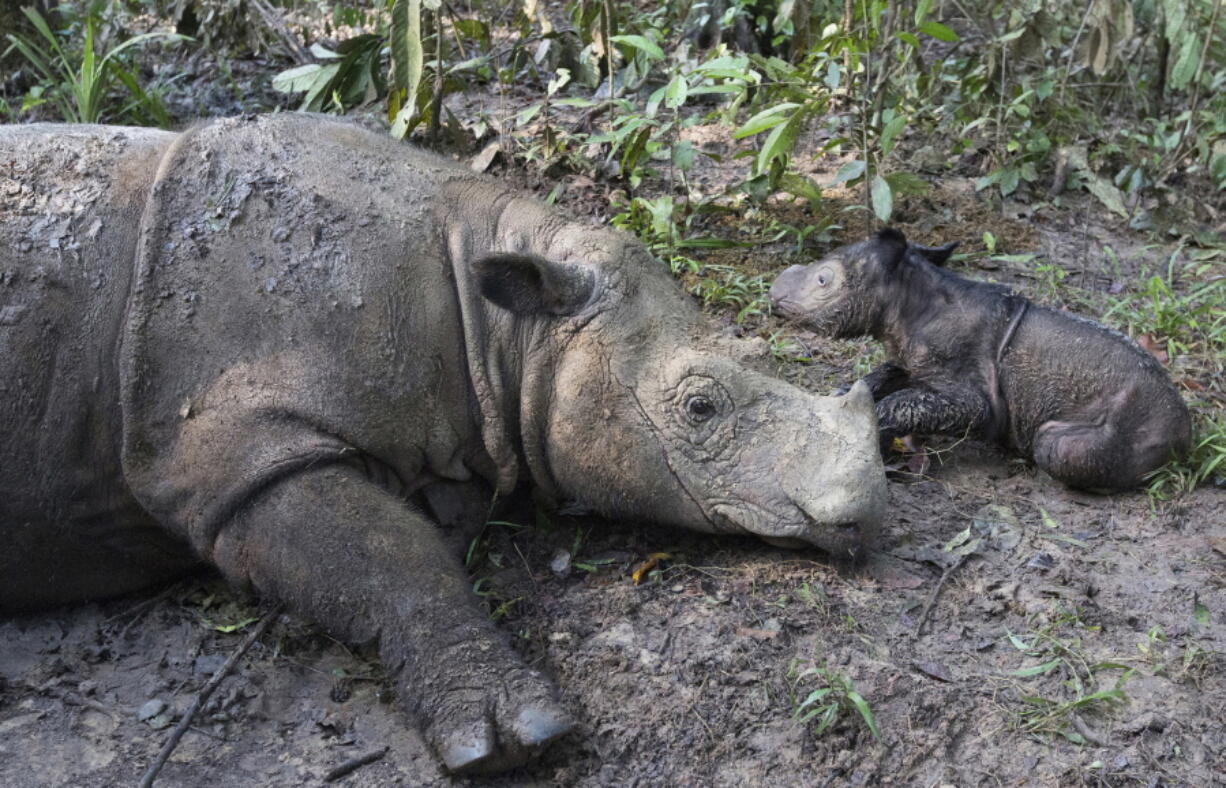 Ratu, a 14-year-old Sumatran rhinoceros, sits next to its newborn calf Thursday at Sumatran Rhino Sanctuary in Way Kambas National Park, Indonesia. Ratu has given birth at the sanctuary in a success for efforts to save the critically endangered species.