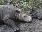 Ratu, a 14-year-old Sumatran rhinoceros, sits next to its newborn calf Thursday at Sumatran Rhino Sanctuary in Way Kambas National Park, Indonesia. Ratu has given birth at the sanctuary in a success for efforts to save the critically endangered species.