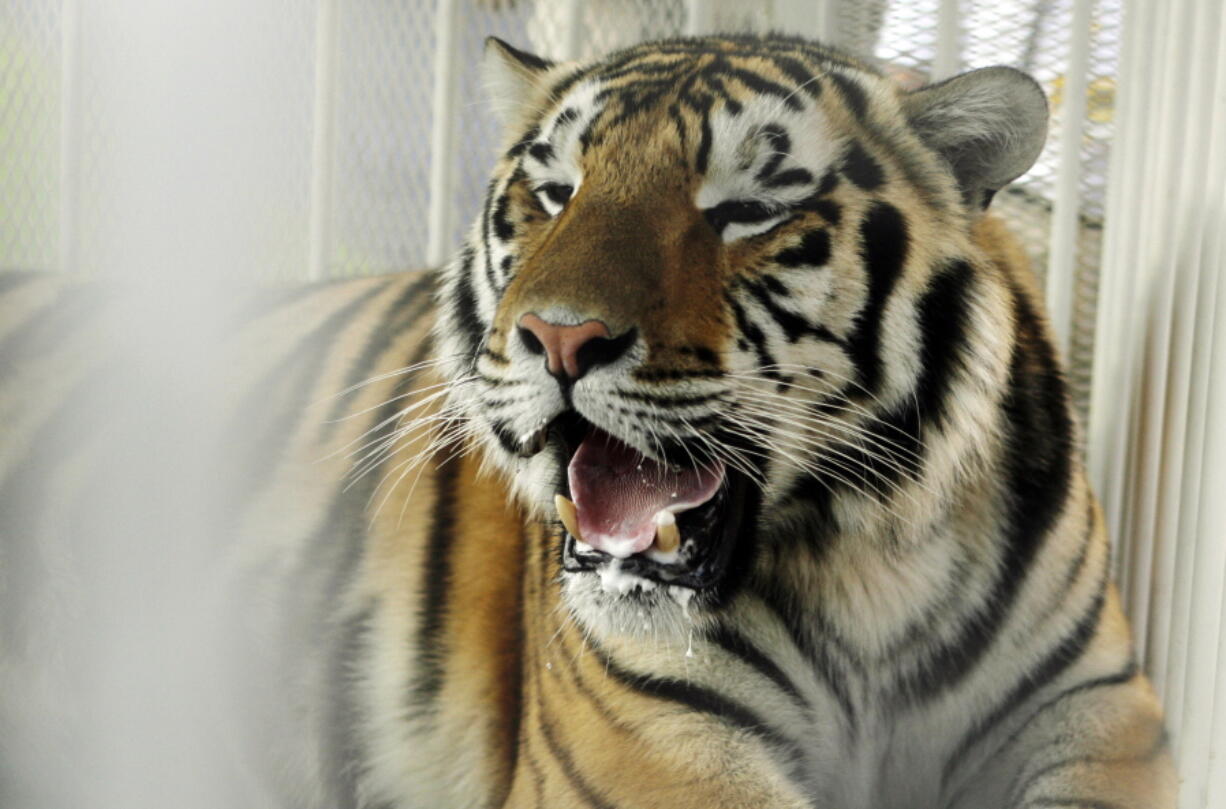 LSU mascot Mike VI, a part Bengal and Siberian tiger, sits in his cage on the field for his first time before an NCAA college football game between LSU and Florida in Baton Rouge, La.