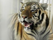 LSU mascot Mike VI, a part Bengal and Siberian tiger, sits in his cage on the field for his first time before an NCAA college football game between LSU and Florida in Baton Rouge, La.