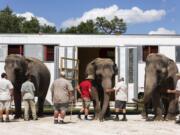 Handlers escort three of the Ringling Bros. and Barnum &amp; Bailey Circus Asian elephants as they arrive Thursday at their new home in Polk City, Fla. The elephants will join the rest of the retired herd at the Ringling Bros. Center for Elephant Conservation.