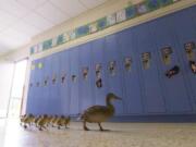 Vanessa the duck leads her offspring through the halls of the Village Elementary school in Hartland, Mich., to the outdoors.