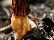 FILE - This June 13, 2007 file photo shows a morel mushroom in a blackened forest near Conconully, Wash. From flames come fungi. That means mushroom hunters are checking maps outlining last year's many Northwest wildfires before heading into forests this month, searching for the easily identifiable and woodsy-tasting morels.