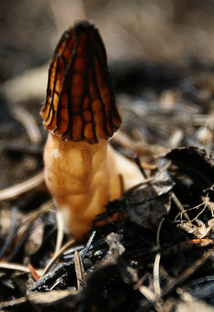 FILE - This June 13, 2007 file photo shows a morel mushroom in a blackened forest near Conconully, Wash. From flames come fungi. That means mushroom hunters are checking maps outlining last year's many Northwest wildfires before heading into forests this month, searching for the easily identifiable and woodsy-tasting morels.