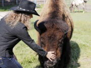 Karen Schoeve pets Bullet, her bison, May 13 at her home in Argyle, Texas. Bullet has been sold and was transported Saturday from Schoeve&#039;s home to her new home, a pasture that she will share with two cows, 15 miles away in Flower Mound.