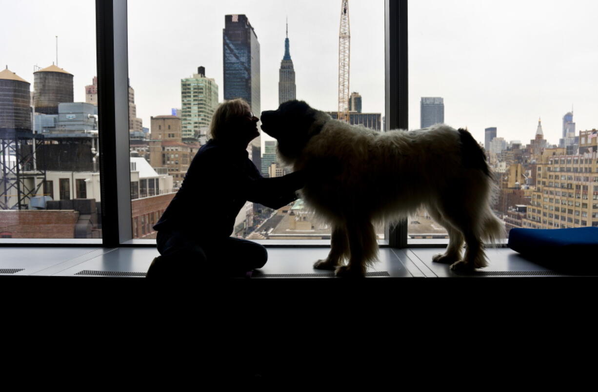 In this Monday, May 2, 2016 photo, George, a once neglected and homeless 140-pound Newfoundland Landseer, stands with his owner, Colin Campbell, after an interview in New York.