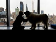 In this Monday, May 2, 2016 photo, George, a once neglected and homeless 140-pound Newfoundland Landseer, stands with his owner, Colin Campbell, after an interview in New York.