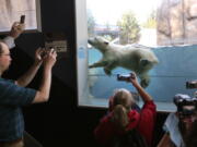 Hope, the new polar bear cub at the Toledo Zoo, makes its public exhibit debut Friday in Toledo, Ohio. She was born Dec. 3 to a 16-year-old bear named Crystal.