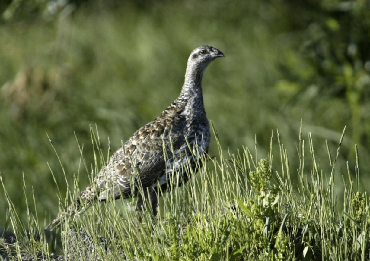 A sage grouse stands in a meadow at the Smith Creek Ranch, east of Fallon, Nev.