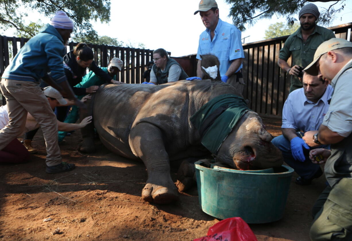 Hope the rhino is prepared for surgery, headed by veterinarian Gerhard Steenkamp, right, in her pen in Bela Bela, South Africa. A year ago, Hope survived a horrific attack by poachers who darted her and then hacked off her horns and part of her face. Since then, the mutilated rhino has had at least 16 medical procedures requiring anesthetics, testifying to her resilience and the tenacity of caregivers learning about the threatened species as they go along.