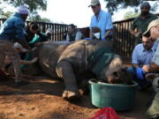 Hope the rhino is prepared for surgery, headed by veterinarian Gerhard Steenkamp, right, in her pen in Bela Bela, South Africa. A year ago, Hope survived a horrific attack by poachers who darted her and then hacked off her horns and part of her face. Since then, the mutilated rhino has had at least 16 medical procedures requiring anesthetics, testifying to her resilience and the tenacity of caregivers learning about the threatened species as they go along.