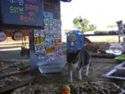 Image made from video provided by Cat TV host Koo Eun-je, stray cats approach foods prepared by South Korean Koo Eun-je, the 35-year-old host of the online Cat TV, at &quot;a restaurant for cats&quot; in JeollaNamdo, South Korea.