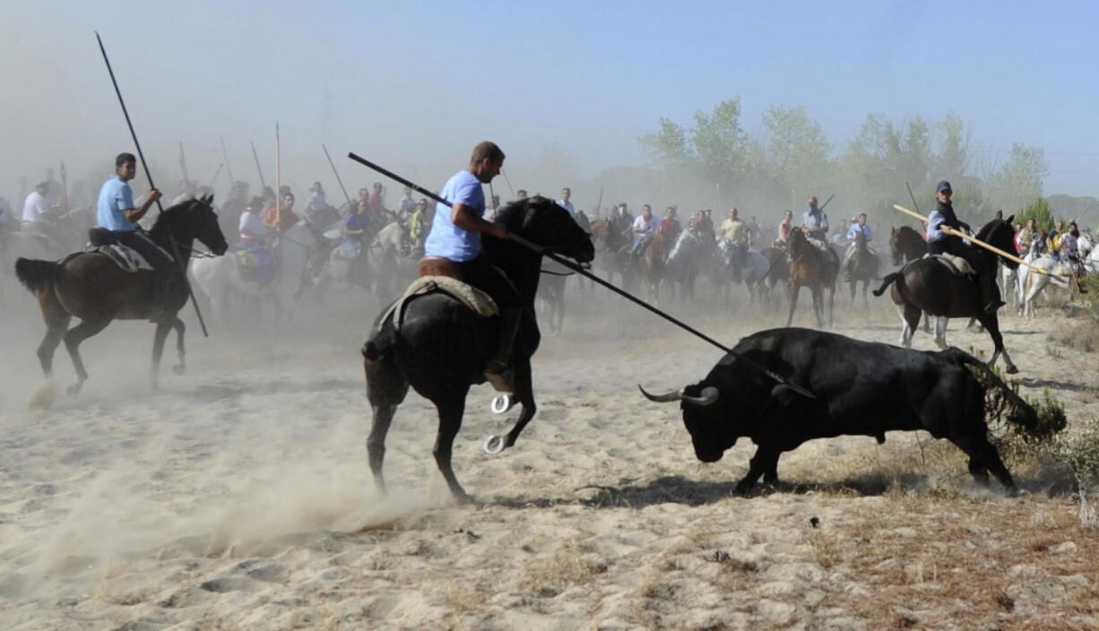 Men holding spears riding horses next to a bull during the &#039;Toro de la Vega&#039; bull spearing fiesta in Tordesillas, near Valladolid, Spain.