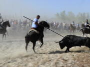 Men holding spears riding horses next to a bull during the &#039;Toro de la Vega&#039; bull spearing fiesta in Tordesillas, near Valladolid, Spain.