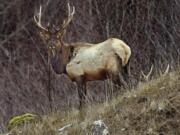 This bull elk was photographed in the Toutle River valley.