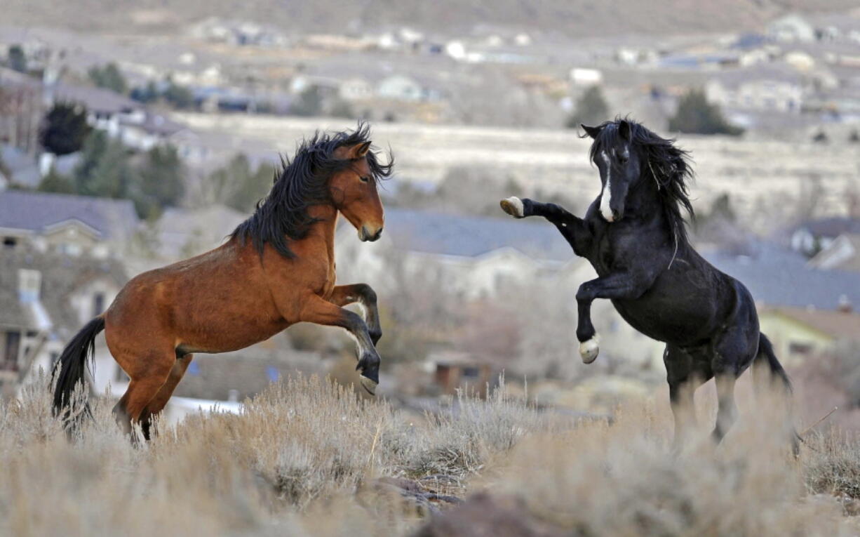 Two young wild horses play while grazing in Reno, Nev.