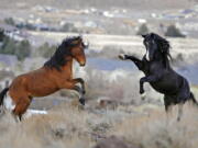 Two young wild horses play while grazing in Reno, Nev.