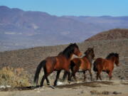 Wild horses are seen in January 2015 during a Bureau of Land Management tour in the Pine Nut Mountains just outside of Dayton, Nev.