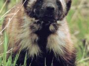 FILE - This undated file photo shows a wolverine in Montana's Glacier National Park. Researchers are working on a plan to study wolverines in four Rocky Mountain states in the winter of 2016 to see if the animals can be reintroduced to some regions to boost their numbers and see how they might travel between mountain ranges. A researcher for Montana's wildlife agency says that state, Idaho, Wyoming and Washington are working together because there are so few wolverines and they are spread across a wide area.