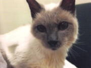 Scooter, a Siamese cat, turned 30 on March 26.