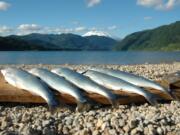 These kokanee were caught three years ago in Yale Reservoir on the North Fork of the Lewis River (ALLEN THOMAS/The Columbian)