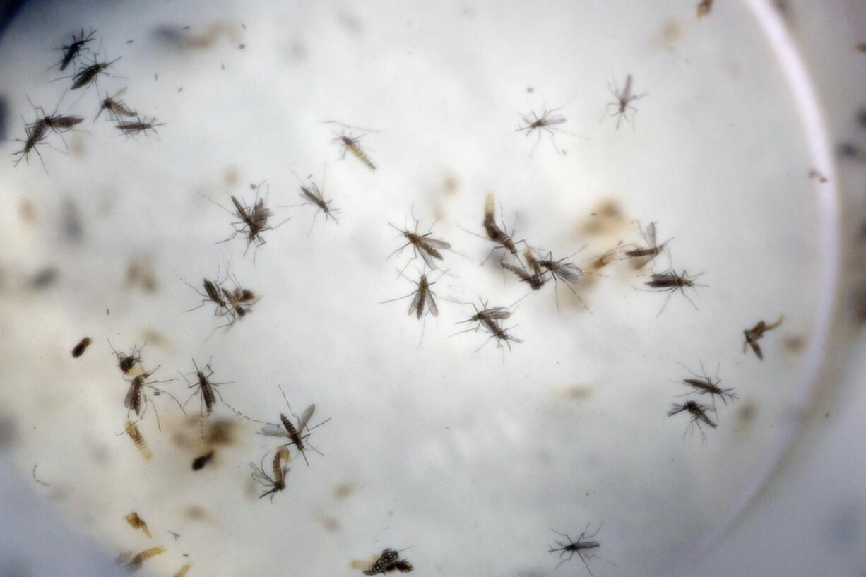 Aedes aegypti mosquitoes are seen in a mosquito cage at a laboratory in Cucuta, Colombia. The White House and Democrats are pressuring congressional Republicans to act on President Barack Obama&#039;s demands for money to combat the Zika virus, but even the onset of mosquito season sure to spread the virus has failed to create a sense of urgency.