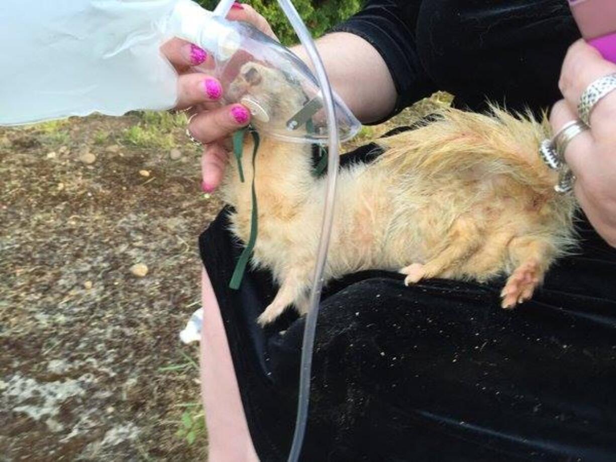 Vancouver firefighters saved a ferret from a house fire Tuesday. Fire officials said the animal is expected to make a full recovery.