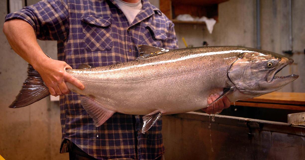 A few early-returning summer chinook are mixed in with the spring salmon at Bonneville Dam now.