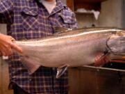 A few early-returning summer chinook are mixed in with the spring salmon at Bonneville Dam now.