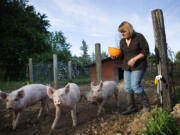 Melissa Tatro feeds her three pigs at her small farm in Kent on May 12. Keeping the farm, which she and her former husband purchased in 2014, could jeopardize her ability to save for retirement. The dilemma convinced her to seek financial advice.