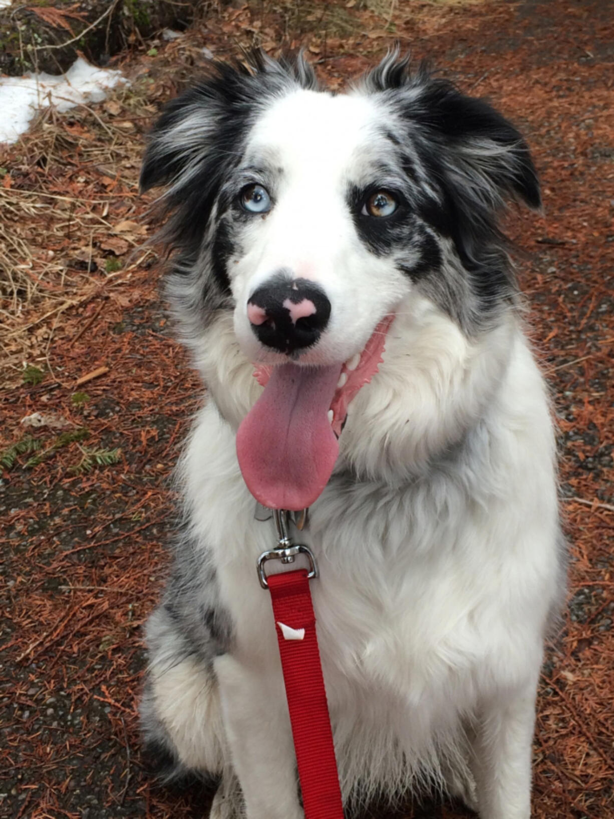 Gracie is a “bark ranger” at Glacier National Park in Montana.