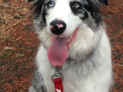 Gracie is a “bark ranger” at Glacier National Park in Montana.