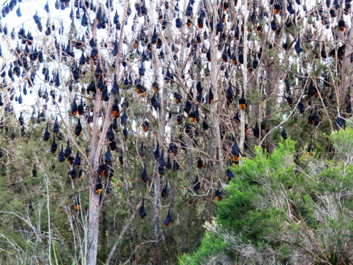 Gray-headed flying foxes hang from a tree near Batemans Bay, Australia in May. The area&#039;s population of the large bats -- nearly 140,000 -- is three times what it was last year.