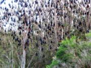 Gray-headed flying foxes hang from a tree near Batemans Bay, Australia in May. The area&#039;s population of the large bats -- nearly 140,000 -- is three times what it was last year.