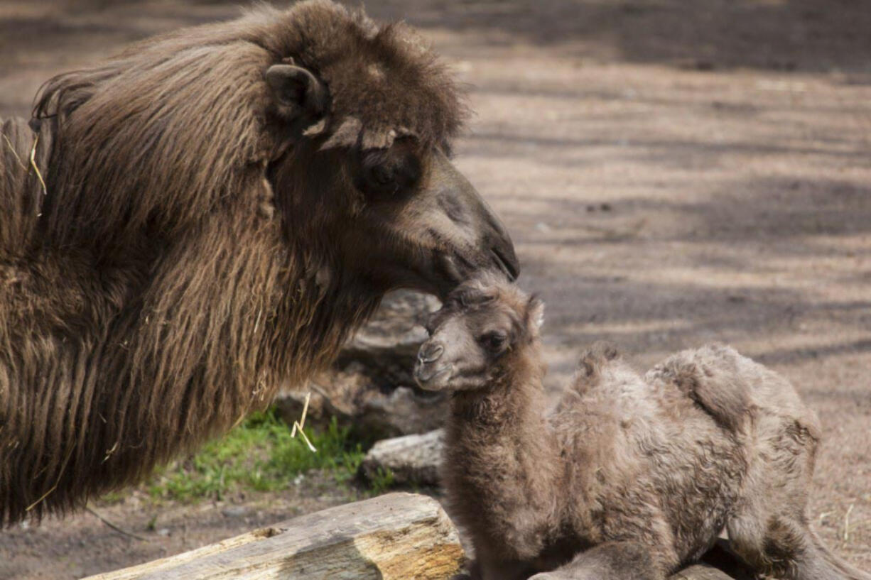 There&#039;s a million things baby camel Alexander Camelton hasn&#039;t done. But just you wait.