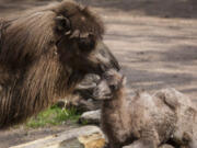 There&#039;s a million things baby camel Alexander Camelton hasn&#039;t done. But just you wait.