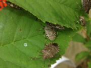 Brown marmorated stink bugs eat a leaf. The invasive predators pose a threat to Washington specialty crops -- tree fruit, berries and vegetables. They arrived in the metro area in 2004 and reproduce fast.