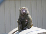 One of the first five baboon residents settles in at Peaceable Primate Sanctuary in Winamac, Ind.