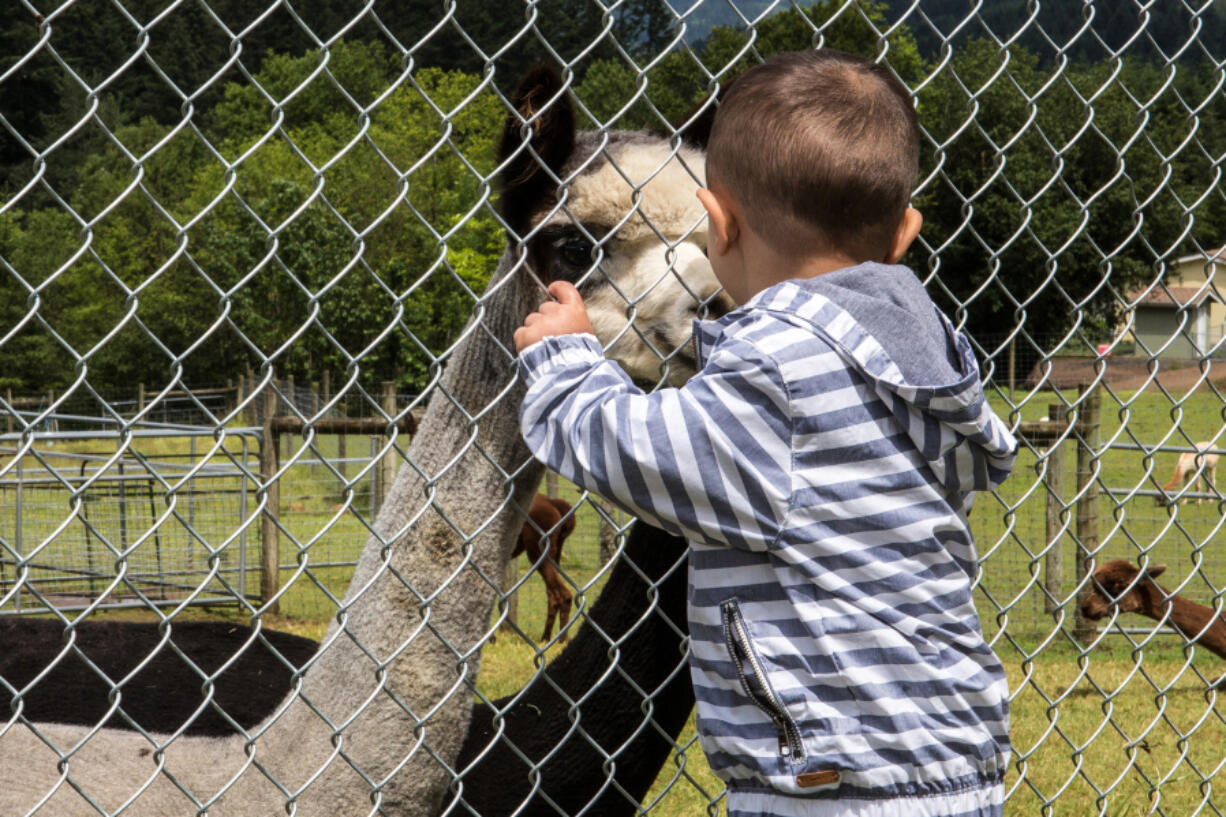 White Oak Alpacas hosted Sheared Delights, allowing visitors to learn about how fleece is made and to pet alpacas.