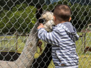 White Oak Alpacas hosted Sheared Delights, allowing visitors to learn about how fleece is made and to pet alpacas.