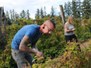 Thomas Feston and his wife Rachel, volunteers for the group Urban Abundance, pick raspberries at a residence along the banks of Vancouver Lake on Thursday. The group gleans produce that would otherwise spoil and donates part of the harvest to local food banks.