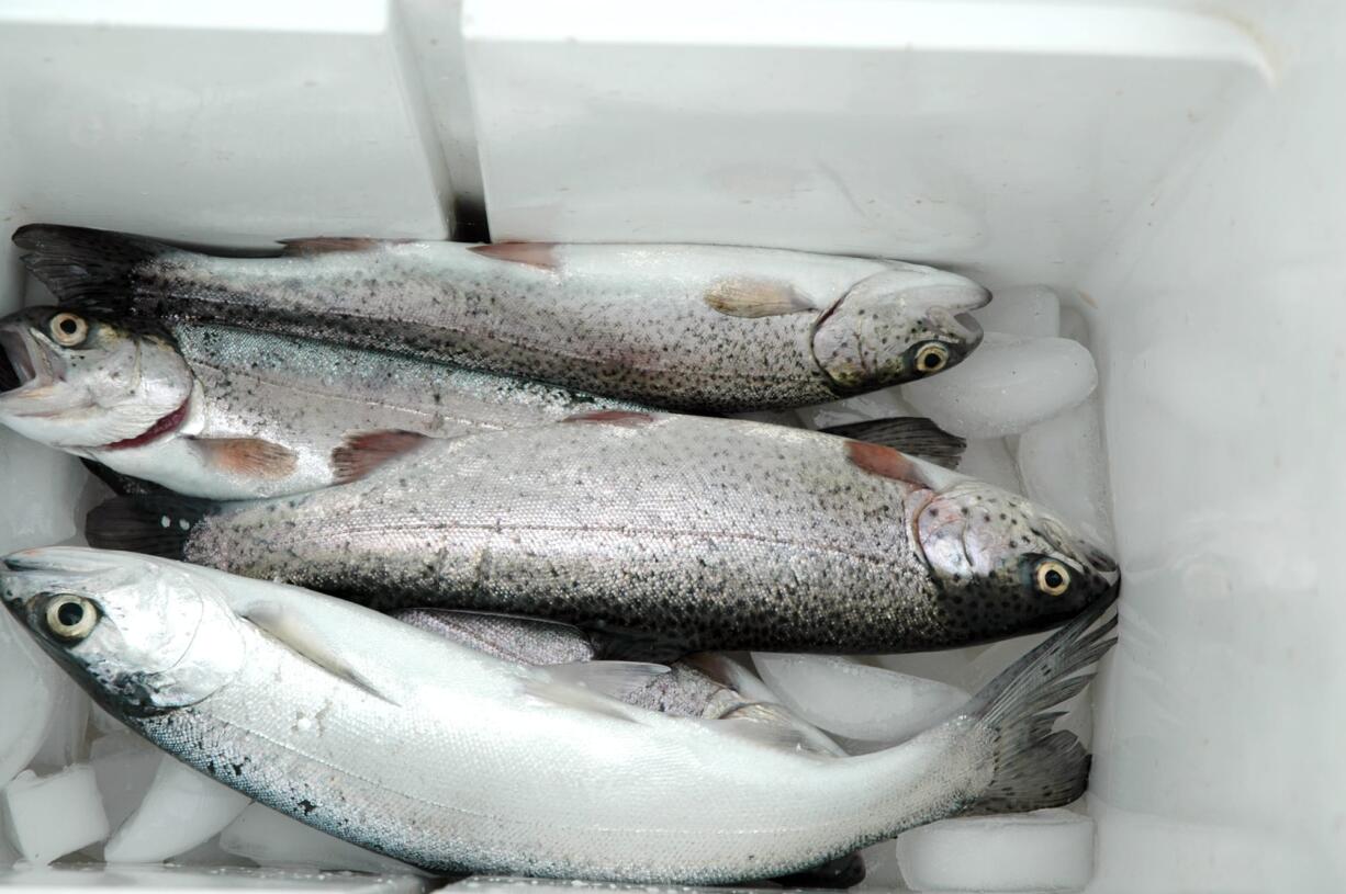 Anglers are likely to catch a mixed limit of landlocked coho salmon and rainbow trout from Swift Reservoir on the North Fork of the Lewis River.