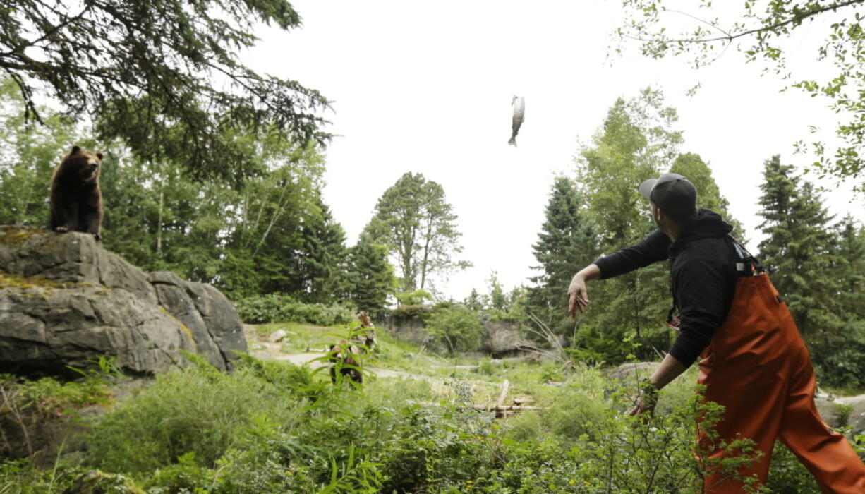 Ryan Dehn, a fishmonger from Pike Place Fish Market, tosses a salmon to grizzly bears Thursday at the Woodland Park Zoo in Seattle. The famous fish-throwers were on hand to feed the bears and promote the zoo&#039;s upcoming Bear Affair conservation day Saturday and Washington state&#039;s Bear Awareness Week, June 4-12. (Photos by Ted S.