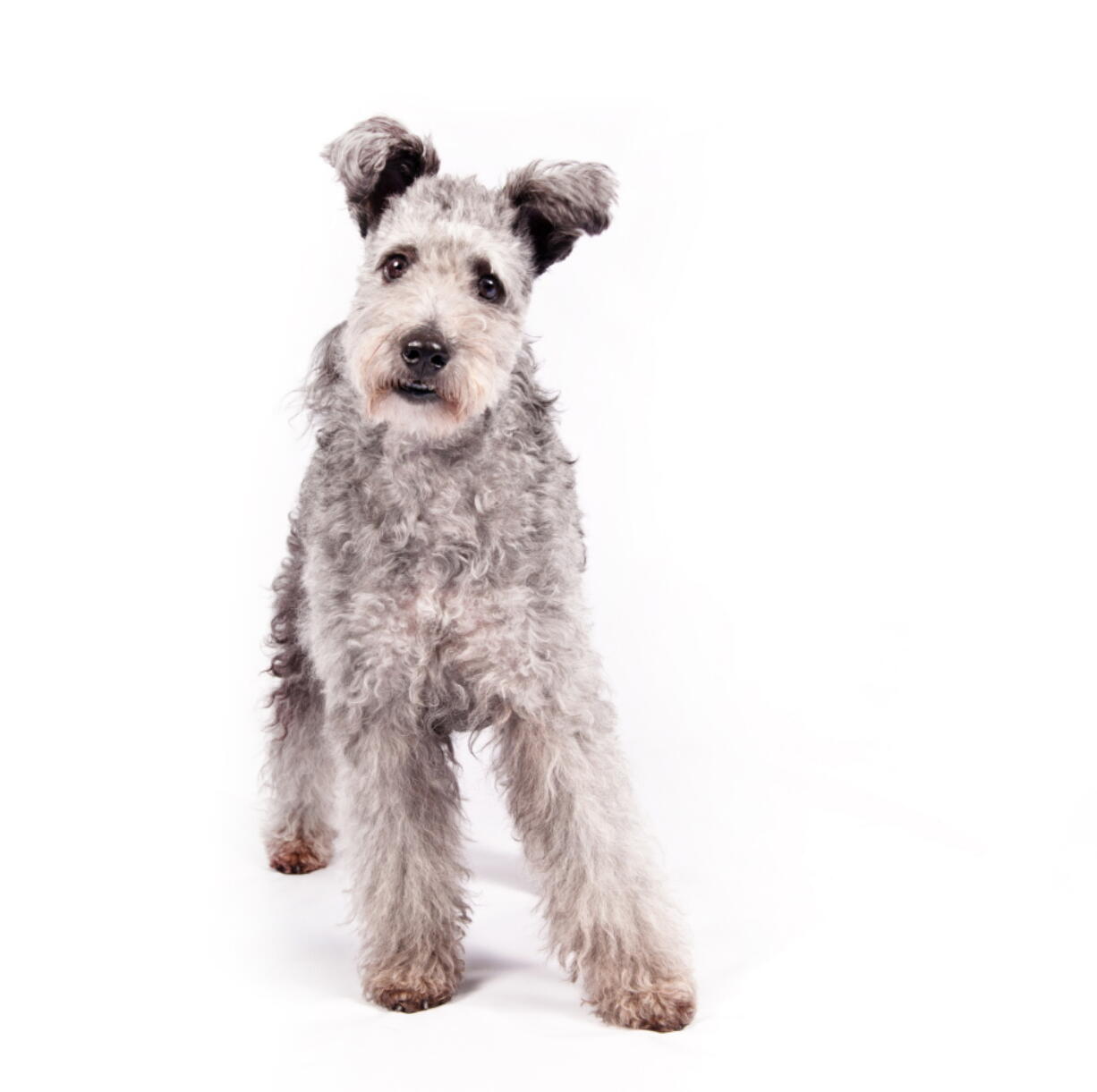 The pumi, a high-energy Hungarian herding dog, is the latest new breed headed to the Westminster Kennel Club and many other U.S. dog shows.