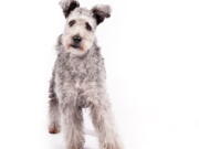 In this undated photo provided by the American Kennel Club, a pumi is shown. The high-energy Hungarian herding dog is the latest new breed headed to the Westminster Kennel Club and many other U.S. dog shows. The American Kennel Club is announcing Wednesday, June 22, 2016, that it is recognizing the pumi (POOM&#039;-ee). It&#039;s the 190th breed to join the roster of the nation&#039;s oldest purebred dog registry.