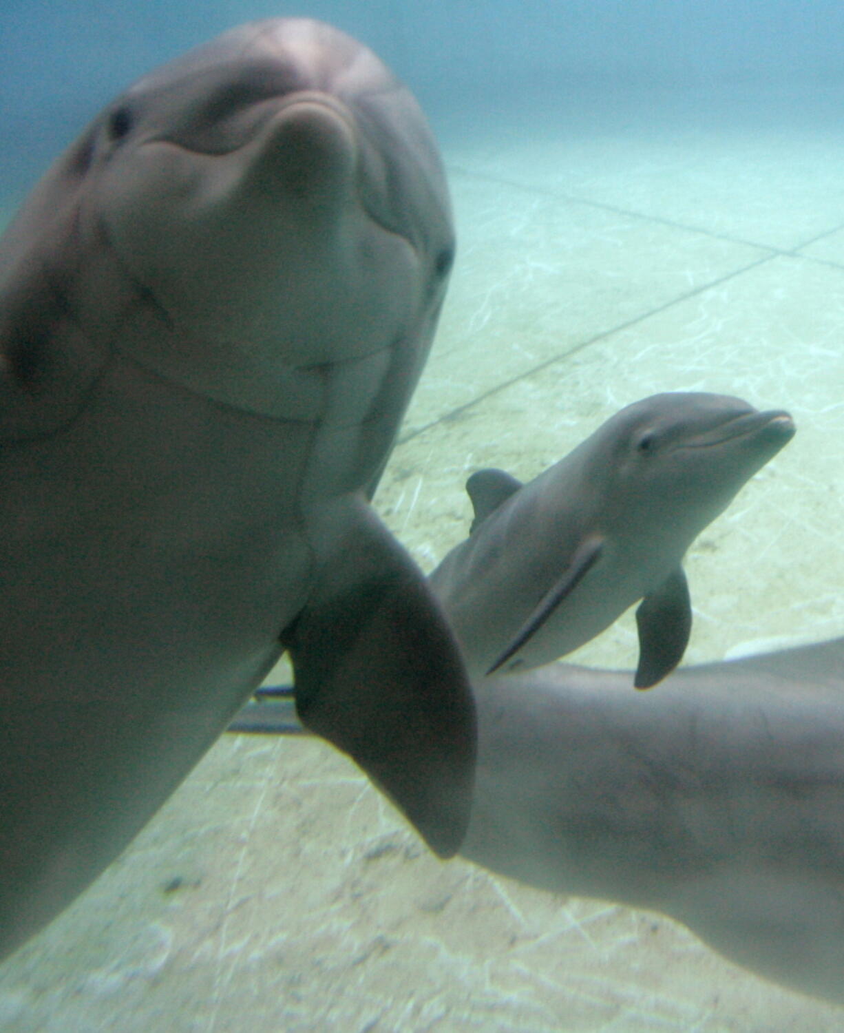 FILE - In a Thursday, July 31, 2008 file photo, Chesapeake, a 16-year-old dolphin, left, swims with her recently born calf, right, at the National Aquarium in Baltimore.  The National Aquarium announced Tuesday, June 14, 2016, that Eight dolphins that have spent their lives swimming in tanks will be retired from the National Aquarium in Baltimore into a seaside sanctuary.