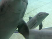 FILE - In a Thursday, July 31, 2008 file photo, Chesapeake, a 16-year-old dolphin, left, swims with her recently born calf, right, at the National Aquarium in Baltimore.  The National Aquarium announced Tuesday, June 14, 2016, that Eight dolphins that have spent their lives swimming in tanks will be retired from the National Aquarium in Baltimore into a seaside sanctuary.