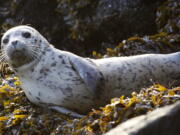 FILE - In this Oct. 12, 2011, file photo, a harbor seal pup rests on seaweed-covered rocks after coming in on the high tide in the West Seattle neighborhood of Seattle. As harbor seals are being born in the Pacific Northwest this time of year, marine mammal advocates are urging people not to touch or pick up pups that come up on beaches and shorelines to rest. At least five times this season, well-meaning people have illegally picked up seal pups in Oregon and Washington thinking they were abandoned or needed help, but that interference ultimately resulted in two deaths, said Michael Milstein, a spokesman with the National Oceanic and Atmospheric Administration.