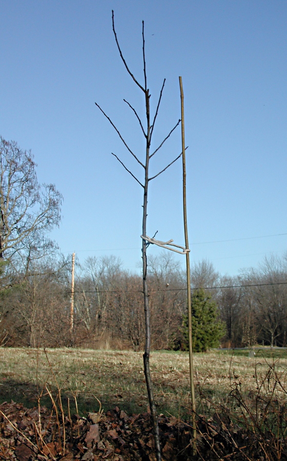 When to Remove Stakes from a Tree - Horticulture